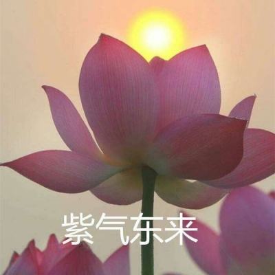 道士与狗创玩版下载